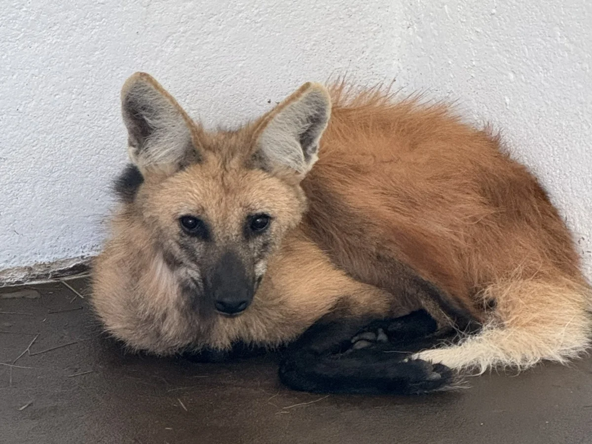 Lobo-guará do Zoo do DF é transferida para programa de conservação em SP