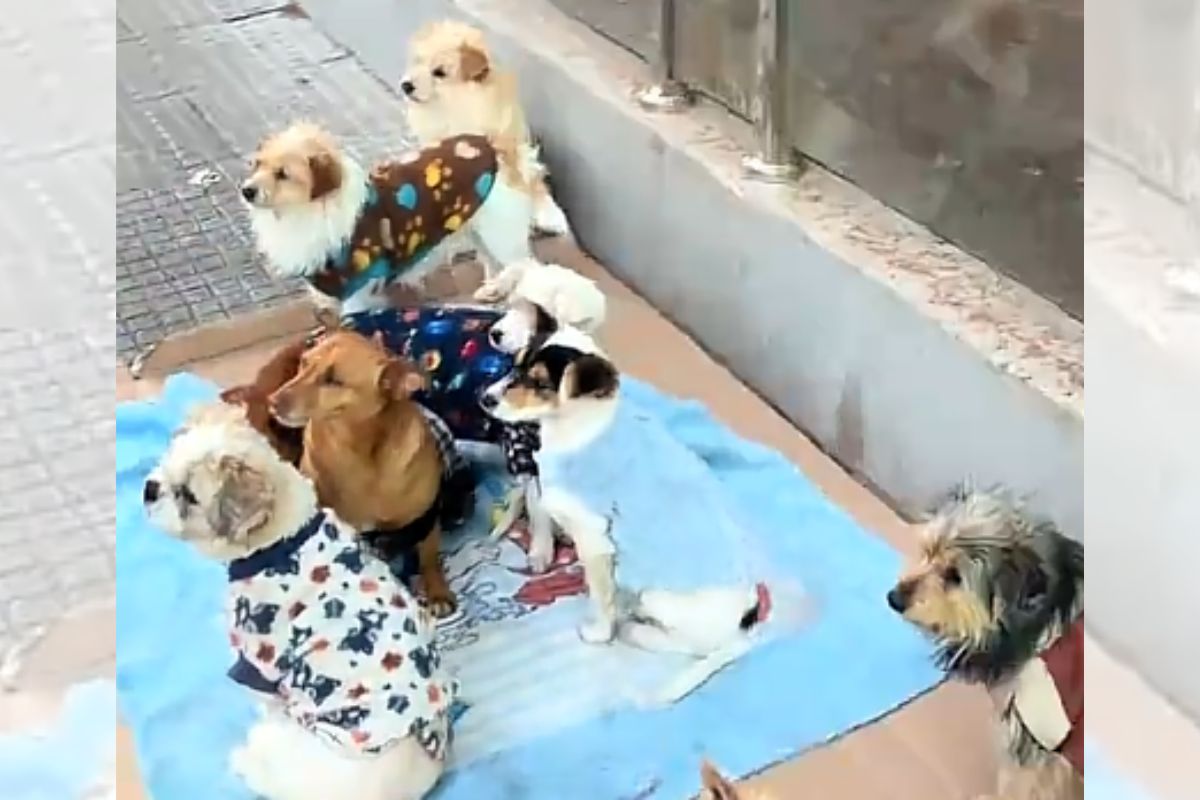 Catador viraliza ao trabalhar ao lado de nove cães vestidos com roupinhas