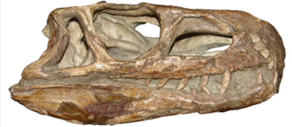 Como os dinossauros se diversificaram após a extinção ocorrida há 252 milhões de anos