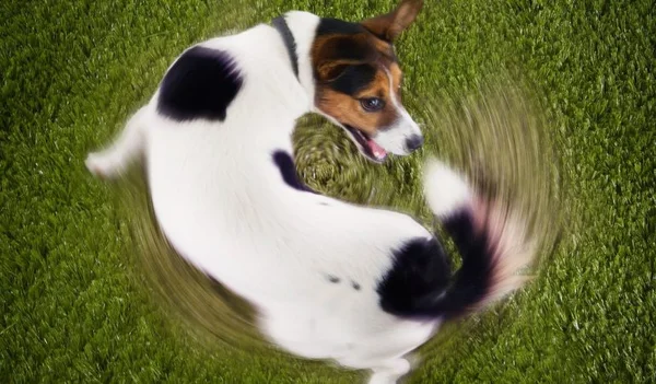 Cão lambendo as patas em excesso pode indicar problemas físicos e mentais