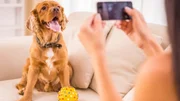 Cão lambendo as patas em excesso pode indicar problemas físicos e mentais