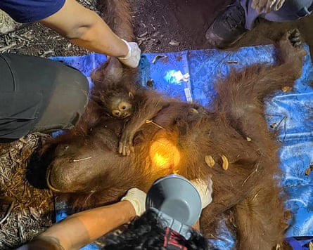 Overhead view of rescue workers moving a mother and baby orangutan on to a blue plastic sheet on the ground