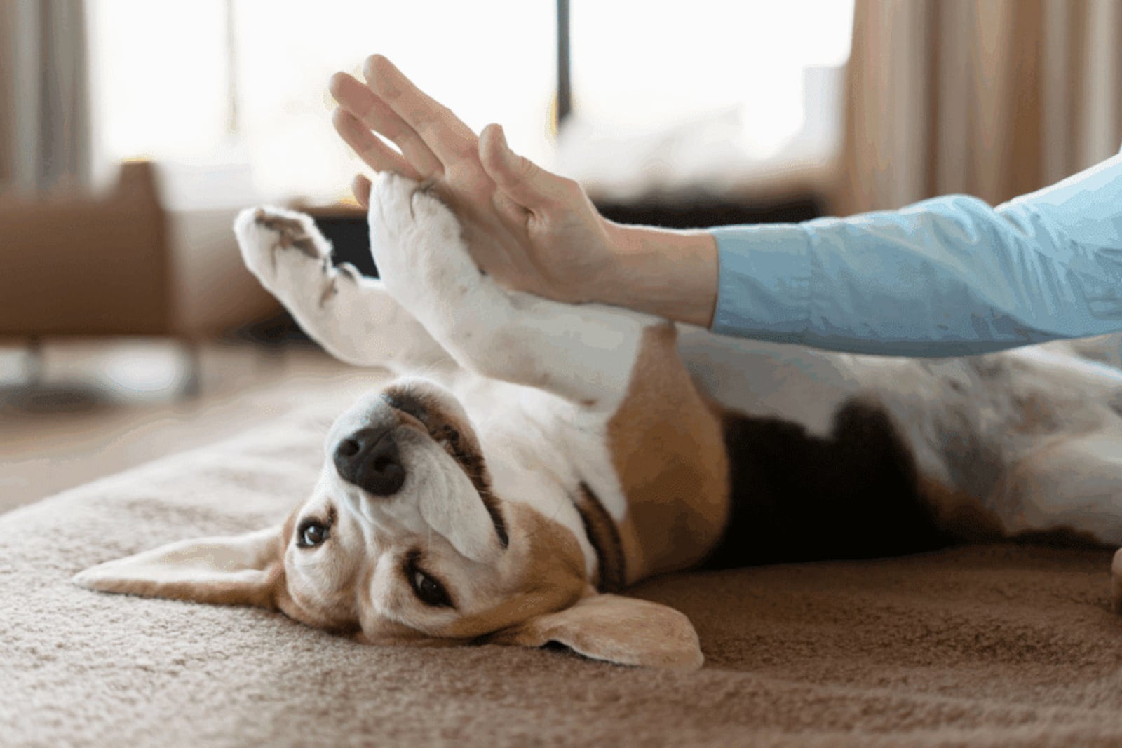 Tocar o tutor com a pata funciona como um pedido para que o carinho continue Imagem: AYO Production | Shutterstock