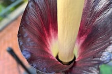Flor com ‘dois olhos’ que não precisa de luz solar para viver é descoberta na Tailândia