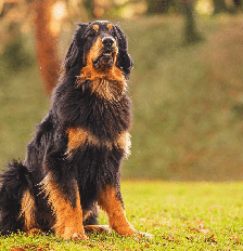 Devido à sua inteligência e capacidade de vigilância, essa raça geralmente participa de organizações de busca e resgaste, provas de obediência e atividades de terapia animal Foto: Michal Ninger | Shutterstock / Portal EdiCase