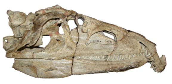 Como os dinossauros se diversificaram após a extinção ocorrida há 252 milhões de anos