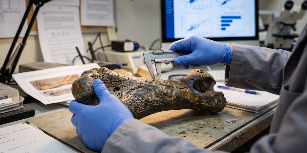 Como os dinossauros se diversificaram após a extinção ocorrida há 252 milhões de anos