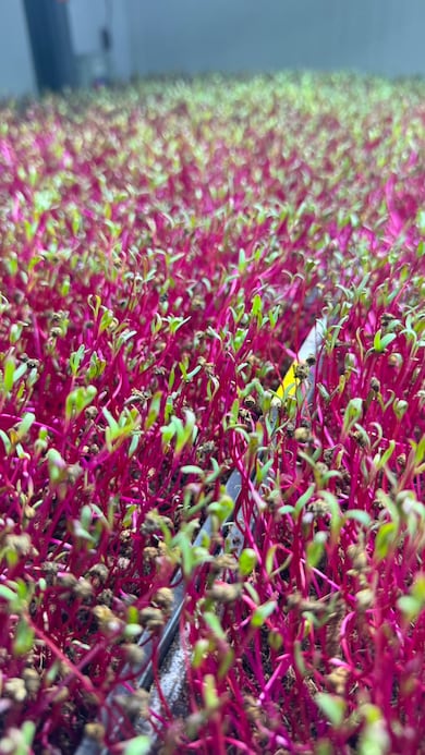 Entrei na fazenda cor-de-rosa que cultiva verduras em São Paulo