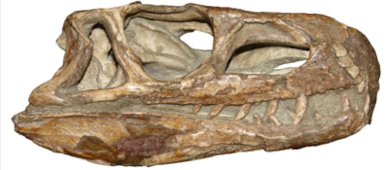 Como os dinossauros se diversificaram após a extinção ocorrida há 252 milhões de anos