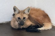 Conceição nasceu no zoológico da capital em junho de 2024