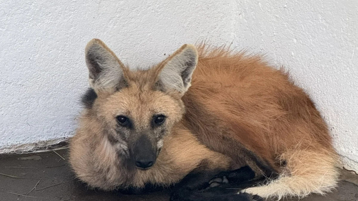 Lobo-guará do Zoo do DF é transferida para programa de conservação em SP