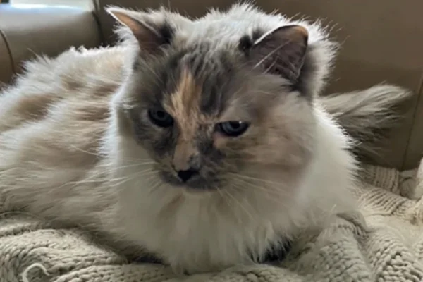Família descobre que gata está viva 18 meses após levá-la para a eutanásia