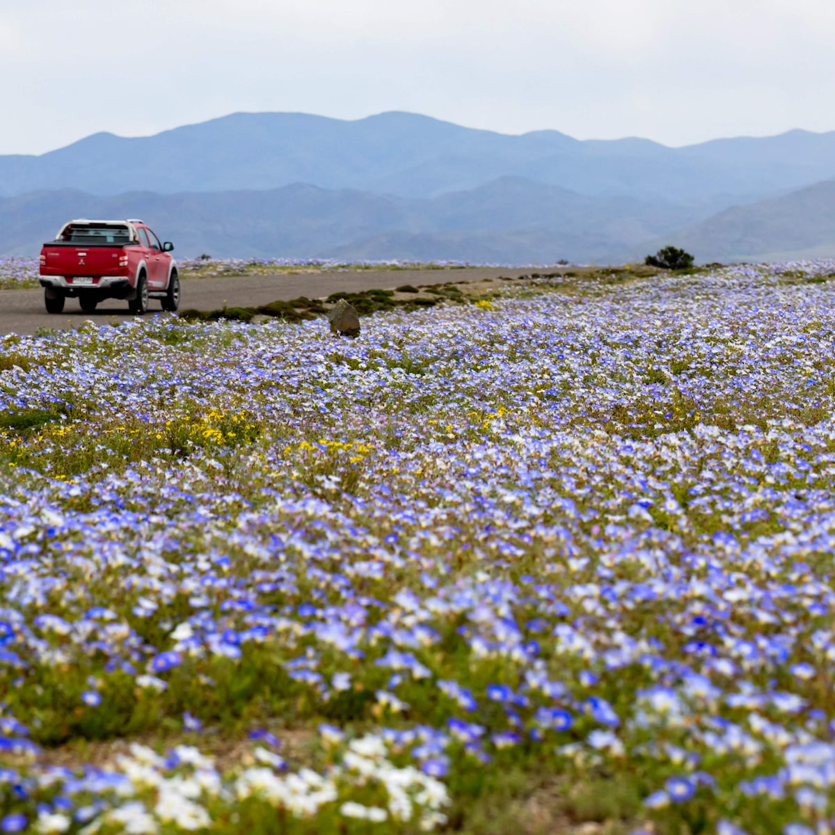 Deserto colorido: Atacama floresce após volume de chuva inédito provocado pelo El Niño; veja fotos