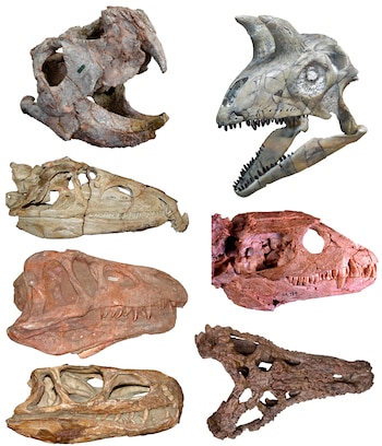 La investigación sobre arcosauromorfos concluyó que el mayor impulso de diversificación ocurrió antes de lo estimado en estudios previos (Modificado de Ezcurra MD, Jones AS, Gentil AR, Butler RJ 2021. Early Archosauromorphs: The Crocodile and Dinosaur Precursors. En: Alderton, D., Elias, SA (eds.) Encyclopedia of Geology, 2.ª edición, vol. [4], pp. 175-185. Reino Unido: Academic Press.)