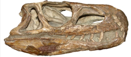 Como os dinossauros se diversificaram após a extinção ocorrida há 252 milhões de anos
