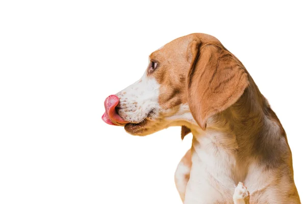 Cão lambendo as patas em excesso pode indicar problemas físicos e mentais