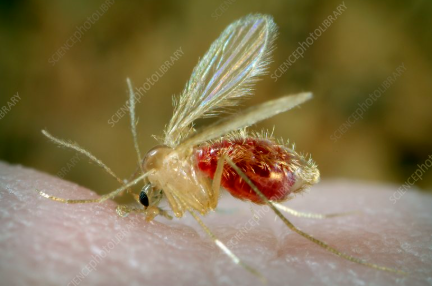 Surtos de calazar deixam 14 infectados no N. Área de Kutum em Darfur