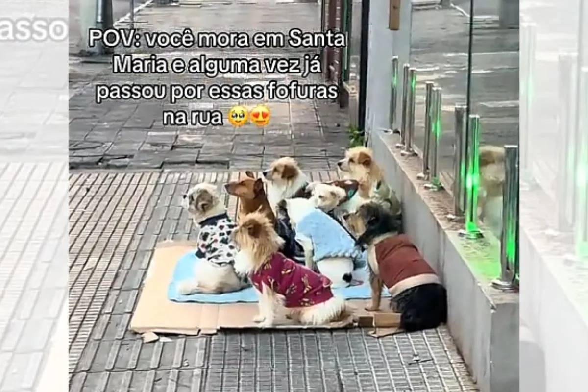 matiha de cães de roupinha