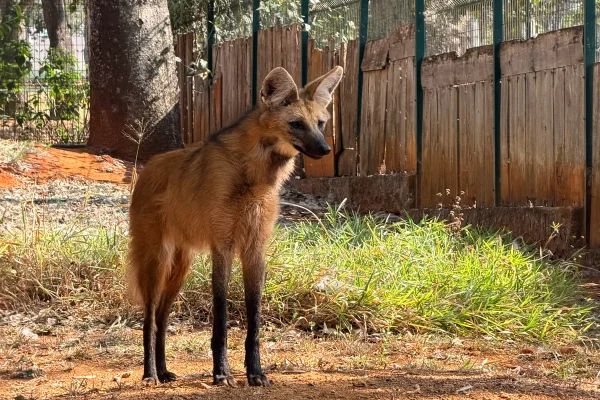 Lobo-guará do Zoo do DF é transferida para programa de conservação em SP - destaque galeria
